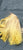 YELLOW TIPS BLONDE BOB